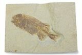 Juvenile Phareodus Fish Fossil - Scarce Species #373881-1
